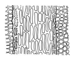 Calymperes tenerum, costa, abaxial surface from middle of limb. Drawn from P.J. de Lange & P.B. Heenan CH1893, CHR 604750.
 Image: R.C. Wagstaff © Landcare Research 2014 